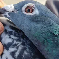 پلاکی|پرنده|مسجد سلیمان, |دیوار