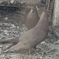 کبوتر زرد بوشهری نر و سیاه بوشهری نر