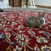 خرگوش ریز کوچولو خشگل ماده