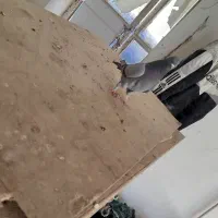 تیدی کله ای ترونی دمگیر اصفهانی|پرنده|برخوار, |دیوار