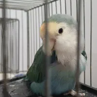 کوتوله بریزیلی|پرنده|قم, باجک سه|دیوار