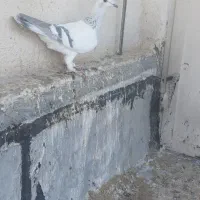 شامی|پرنده|قزوین, |دیوار