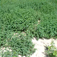 فروش نعناع(بینه)
