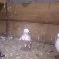 کبوتر|پرنده|لوندویل, |دیوار