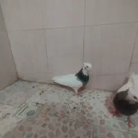 طوقی|پرنده|سبزوار, کهنه آب|دیوار