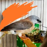 فنچ کراواتی و گلدین|پرنده|برازجان, |دیوار