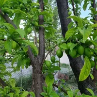 باغ ۳۱۰ متری و رویایی|فروش زمین و ملک کلنگی|تهران, کریم‌آباد|دیوار