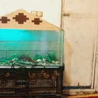 اکواریوم|ماهی|خرمشهر, |دیوار