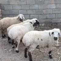 بره نر در خونه