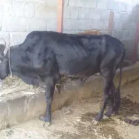 گوساله نر|حیوانات مزرعه|بیکاه, |دیوار