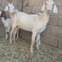 بز پاکستانی
