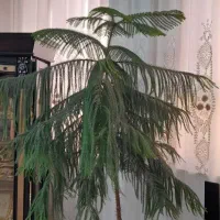 گل کاج مطبق