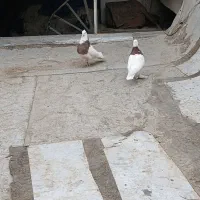 طوقی مهر معاوضه با سره بخون|پرنده|تهران, یافت آباد جنوبی|دیوار