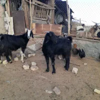 بزآبستن|حیوانات مزرعه|قم, بوستان جوان|دیوار