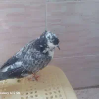 کبوتر فروشی|پرنده|پاکدشت, پاکدشت (مامازند)|دیوار