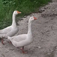 غازنر