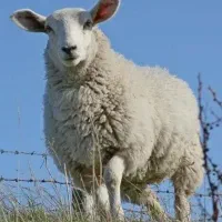 زندهوزن کشی کوسفند در حضور مشتری