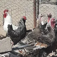 فروش بوقلمون و مرغ خروس