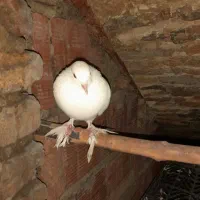 کبوتر سفید نر|پرنده|ساری, |دیوار