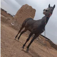 مادیان