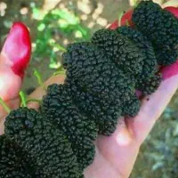 پیش فروش نهال شاهتوت|خدمات باغبانی و درختکاری|فردوس (خراسان), |دیوار