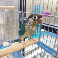 گرینچیک|پرنده|کرج, فاز ۳ گوهردشت|دیوار