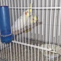 عروس هلندی کوتوله