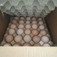 تخم مرغ محلی روستای هوجقان