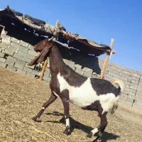 شاه بز گلابی آمریکایی با دو بزغاله|حیوانات مزرعه|خواف, |دیوار