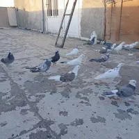 کبوتر|پرنده|بهارستان, |دیوار