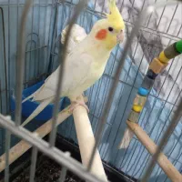 عروس هلندی سخنگو|پرنده|کرج, آق تپه|دیوار