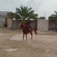 اسب|اسب و تجهیزات اسب‌سواری|امیدیه, |دیوار