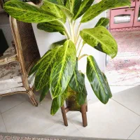 گل های آبزی