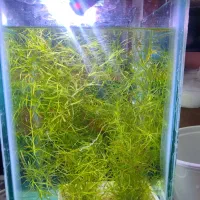 پلنت دم گربه ای