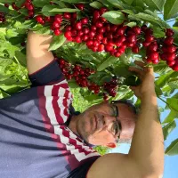 فروش نهال گیلاس لاپنز آمریکایی