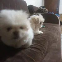 پیکینیز امپریال مولدهای درجه یک