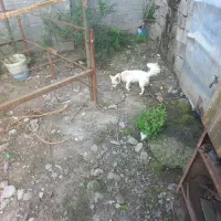 یه دختر شاد و زیبا و شیطون وفوق العاده تودلبرو|سگ|آستانه اشرفیه, |دیوار