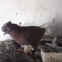 سوسنی چشم نوک|پرنده|مسجد سلیمان, |دیوار