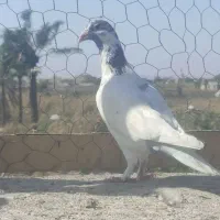 دورگ|حیوانات|آبادان, |دیوار