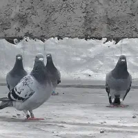کفتر آلمانی