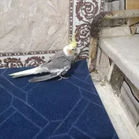 عروس هلندی نر