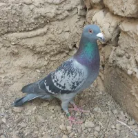 با سلام یک عدد مگس نر و جفت جوجه به فروش می‌رسد