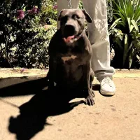 پیتبول گمشده در کرج