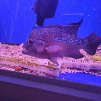 ماهی فلاور ماده توافقی معاوضه|ماهی|ری, دولتآباد|دیوار