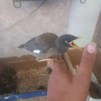 شاهی..ن قرق،،ی
