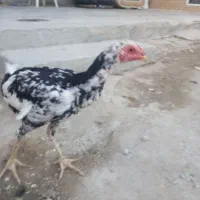 خروس لاری مرغ لاری مرغ وخروس دورگه|حیوانات مزرعه|دشت ذهاب, |دیوار