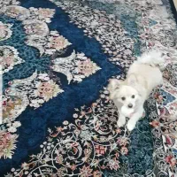 واگذاری ی سگ ملوس و دوست داشتنی