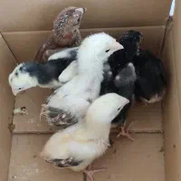 جوجه لاری اصیل ذات دار