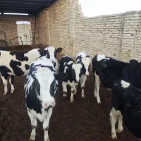 گوساله هلشتان نر و تلیسه