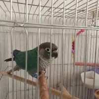 گرینچیک ،عروس،راهب،|پرنده|همدان, |دیوار